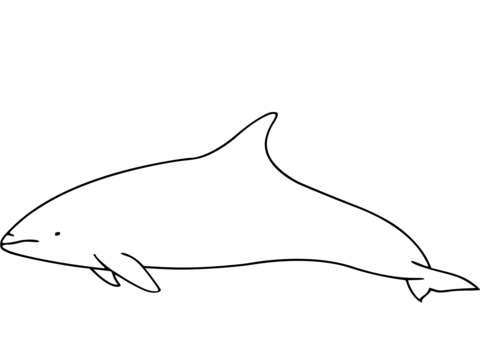 Atlantic White Sided Dolphin Coloring Page